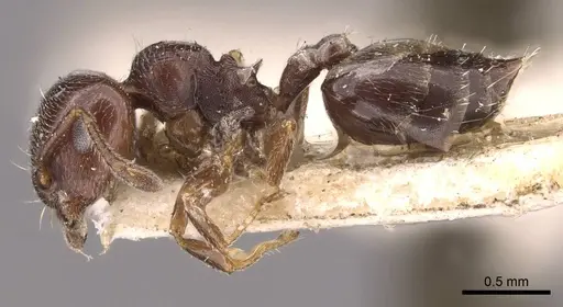 Crematogaster chodati specimen CASENT0908418 image casent0908418_3