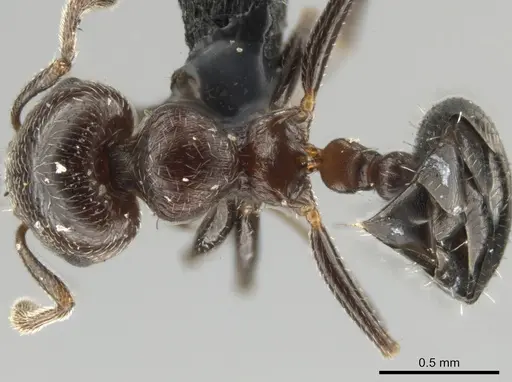 Crematogaster chodati specimen UFV-LABECOL-005281 image ufv-labecol-005281_1