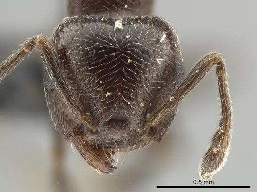 Crematogaster chodati specimen UFV-LABECOL-005281 image ufv-labecol-005281_2