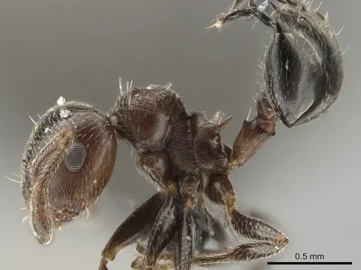 Crematogaster chodati specimen UFV-LABECOL-005281 image ufv-labecol-005281_3