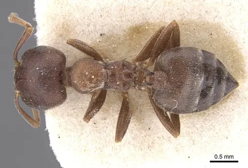 Crematogaster chopardi specimen CASENT0913613 image casent0913613_1