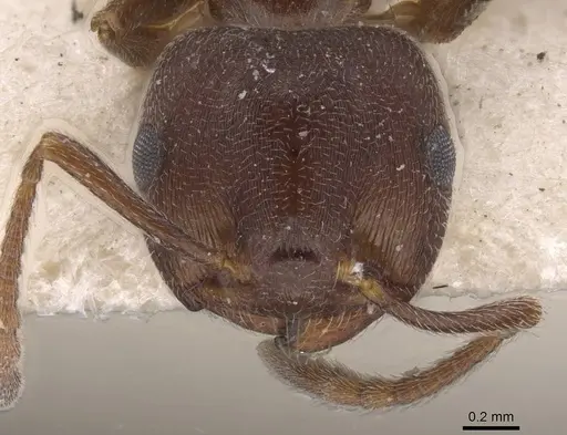 Crematogaster chopardi specimen CASENT0913613 image casent0913613_2