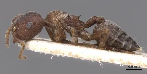 Crematogaster chopardi specimen CASENT0913613 image casent0913613_3