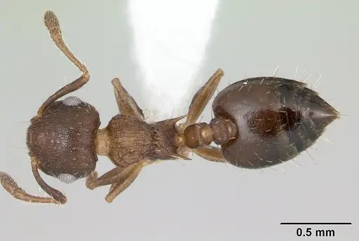 Crematogaster cisplatinalis specimen CASENT0173940 image casent0173940_1