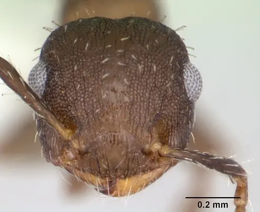 Crematogaster cisplatinalis specimen CASENT0173940 image casent0173940_2