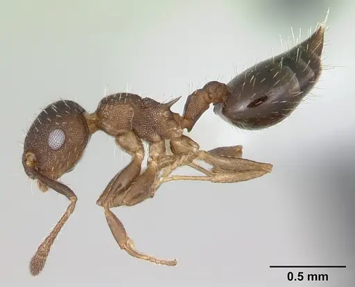 Crematogaster cisplatinalis specimen CASENT0173940 image casent0173940_3