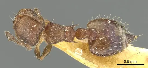 Crematogaster cisplatinalis specimen CASENT0902163 image casent0902163_1