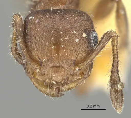 Crematogaster cisplatinalis specimen CASENT0902163 image casent0902163_2