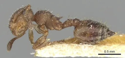 Crematogaster cisplatinalis specimen CASENT0902163 image casent0902163_3