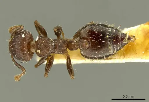 Crematogaster cisplatinalis specimen CASENT0919710 image casent0919710_1