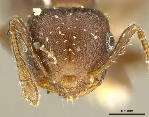 Crematogaster cisplatinalis specimen CASENT0919710 image casent0919710_2