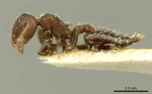 Crematogaster cisplatinalis specimen CASENT0919710 image casent0919710_3