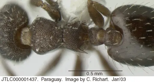 Crematogaster cisplatinalis specimen JTLC000001437 image jtlc000001437_1