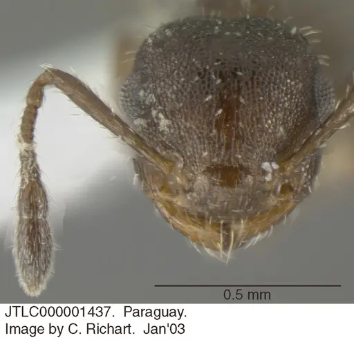 Crematogaster cisplatinalis specimen JTLC000001437 image jtlc000001437_2