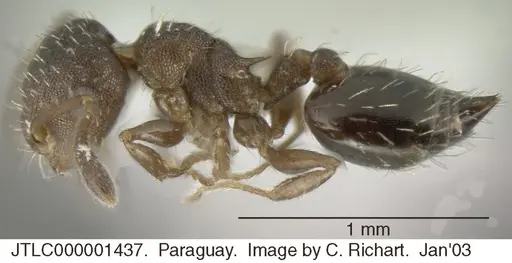 Crematogaster cisplatinalis specimen JTLC000001437 image jtlc000001437_3
