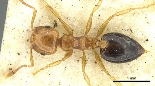 Crematogaster clarior specimen CASENT0902136 image casent0902136_1
