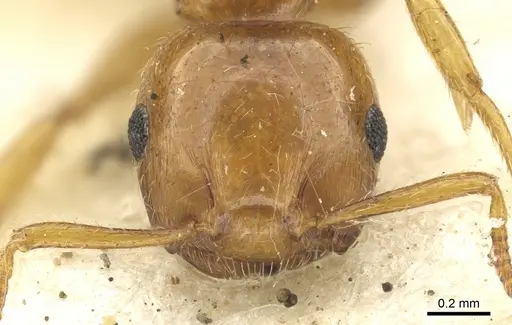 Crematogaster clarior specimen CASENT0902136 image casent0902136_2