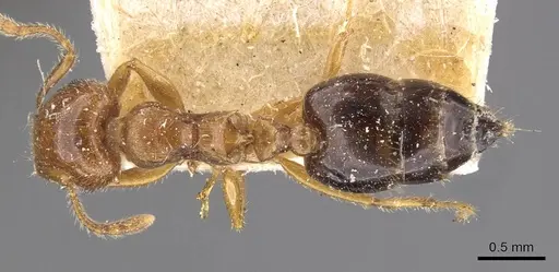 Crematogaster clarior specimen CASENT0908600 image casent0908600_1