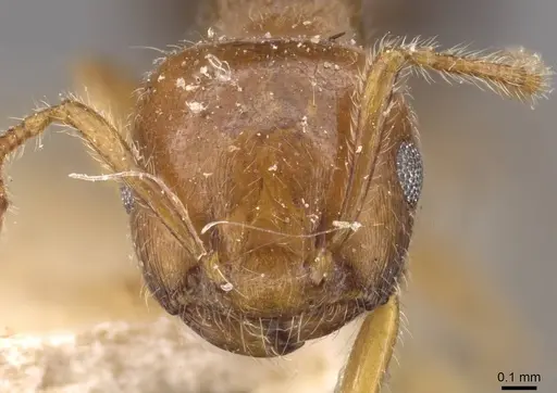 Crematogaster clarior specimen CASENT0908600 image casent0908600_2