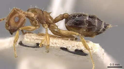 Crematogaster clarior specimen CASENT0908600 image casent0908600_3
