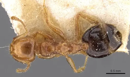 Crematogaster clarior specimen CASENT0908603 image casent0908603_1