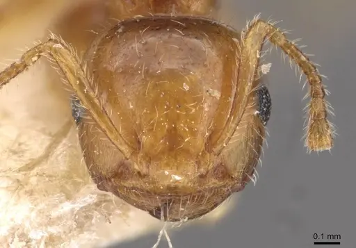 Crematogaster clarior specimen CASENT0908603 image casent0908603_2