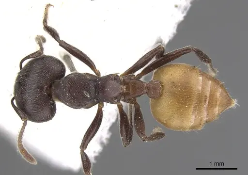 Crematogaster clariventris specimen CASENT0902077 image casent0902077_1