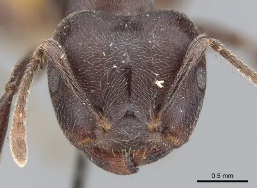 Crematogaster clariventris specimen CASENT0902077 image casent0902077_2