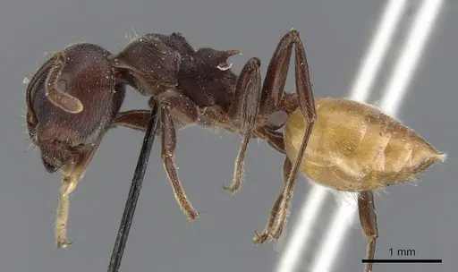 Crematogaster clariventris specimen CASENT0902077 image casent0902077_3