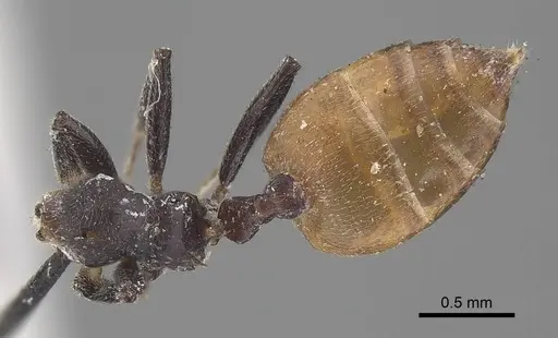 Crematogaster clariventris specimen CASENT0919662 image casent0919662_1