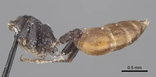 Crematogaster clariventris specimen CASENT0919662 image casent0919662_2