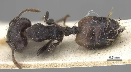 Crematogaster clariventris specimen CASENT0919665 image casent0919665_1