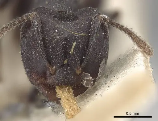 Crematogaster clariventris specimen CASENT0919665 image casent0919665_2