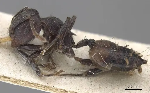 Crematogaster clariventris specimen CASENT0919665 image casent0919665_3