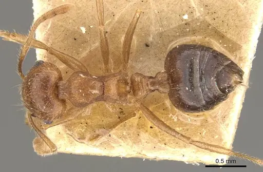 Crematogaster clydia specimen CASENT0908468 image casent0908468_1