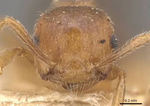 Crematogaster clydia specimen CASENT0908468 image casent0908468_2