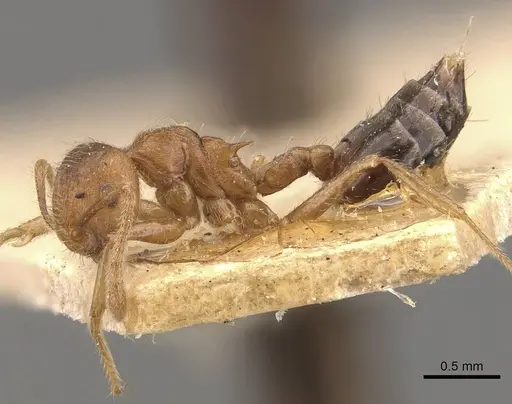 Crematogaster clydia specimen CASENT0908468 image casent0908468_3