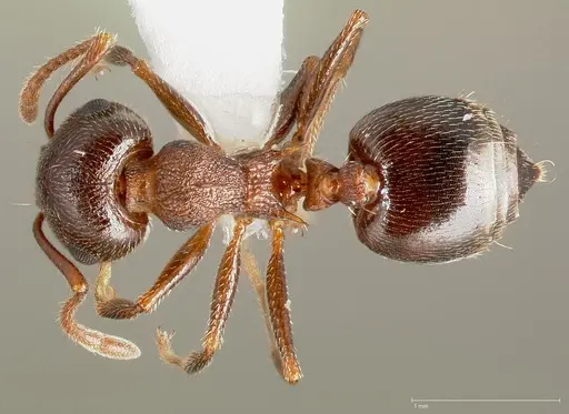 Crematogaster coarctata specimen CASENT0005666 image casent0005666_1