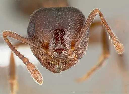 Crematogaster coarctata specimen CASENT0005666 image casent0005666_2