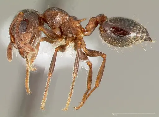 Crematogaster coarctata specimen CASENT0005666 image casent0005666_3