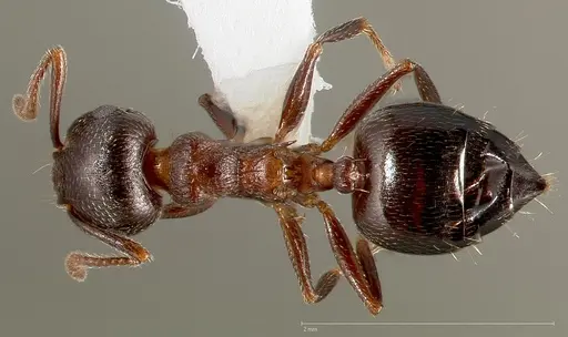 Crematogaster coarctata specimen CASENT0005667 image casent0005667_1