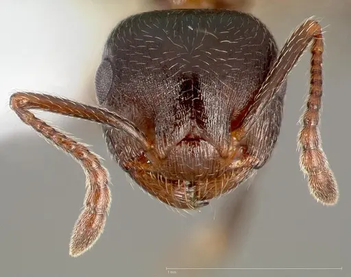 Crematogaster coarctata specimen CASENT0005667 image casent0005667_2