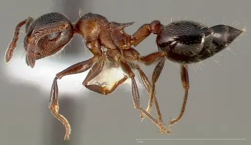 Crematogaster coarctata specimen CASENT0005667 image casent0005667_3