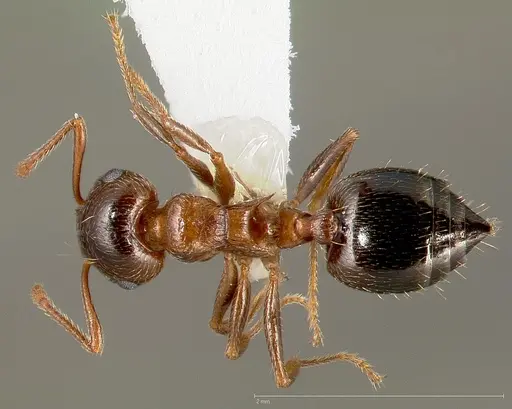 Crematogaster coarctata specimen CASENT0005671 image casent0005671_1
