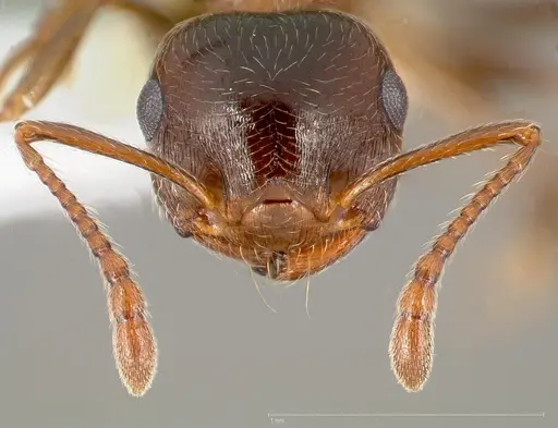 Crematogaster coarctata specimen CASENT0005671 image casent0005671_2