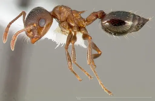 Crematogaster coarctata specimen CASENT0005671 image casent0005671_3