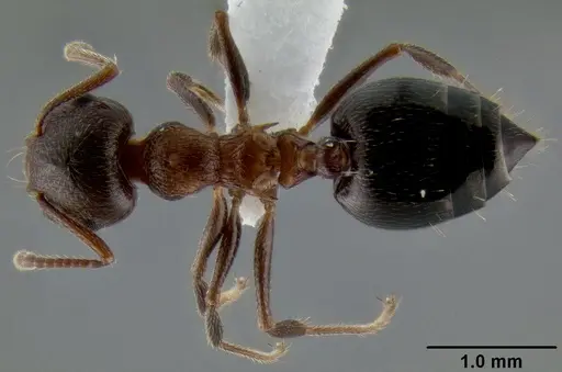 Crematogaster coarctata specimen CASENT0193116 image casent0193116_1