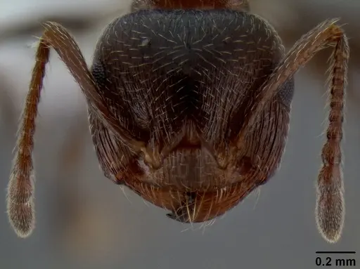 Crematogaster coarctata specimen CASENT0193116 image casent0193116_2
