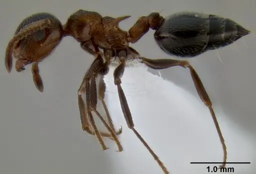 Crematogaster coarctata specimen CASENT0193116 image casent0193116_3