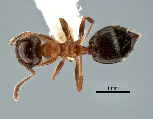 Crematogaster coarctata specimen CASENT0882272 image casent0882272_1